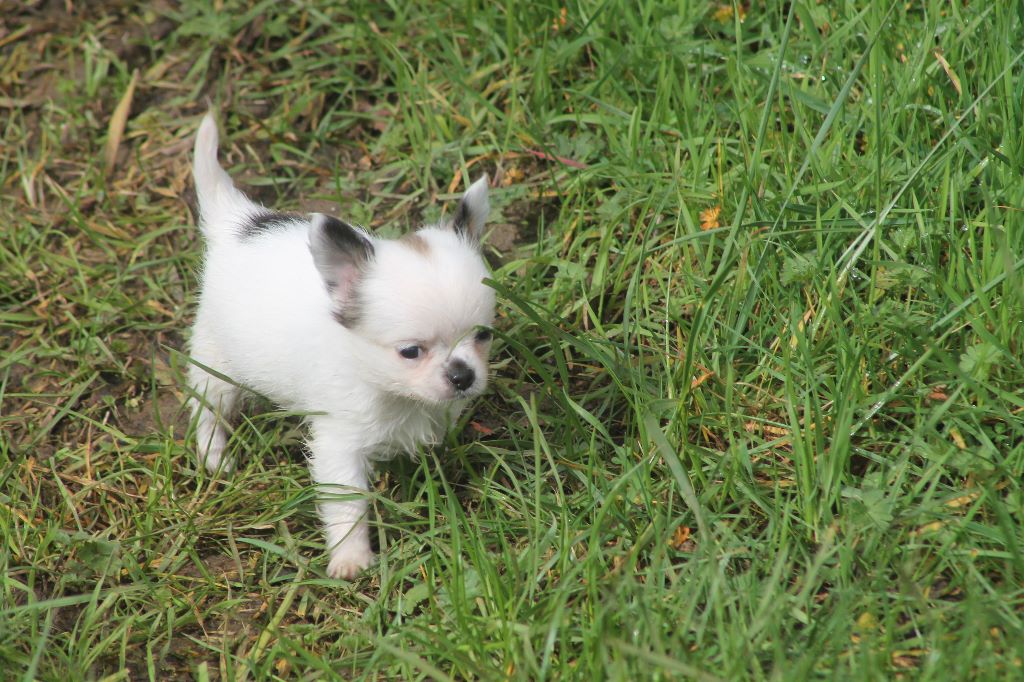 De L'Arche De Lolita - Chihuahua - Portée née le 25/01/2020