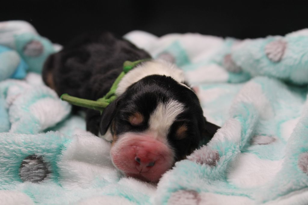 De L'Arche De Lolita - Chiots disponibles - Basset Hound