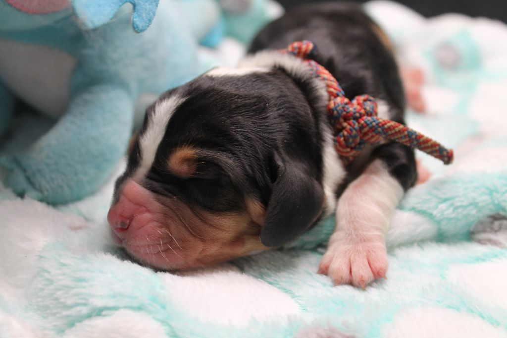 De L'Arche De Lolita - Chiots disponibles - Basset Hound