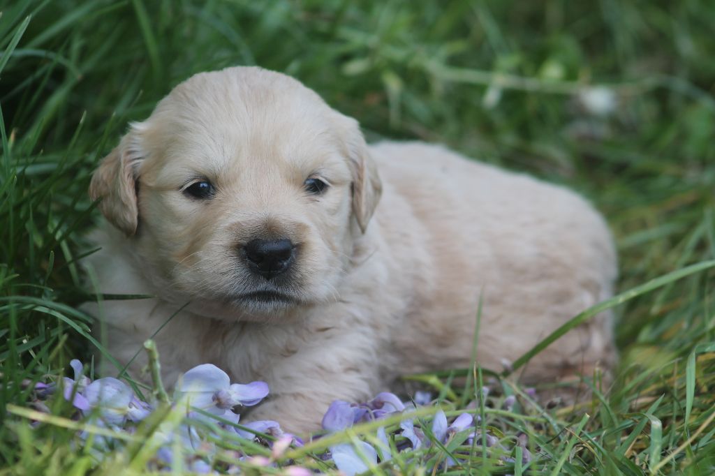 De L'Arche De Lolita - Chiots disponibles - Golden Retriever