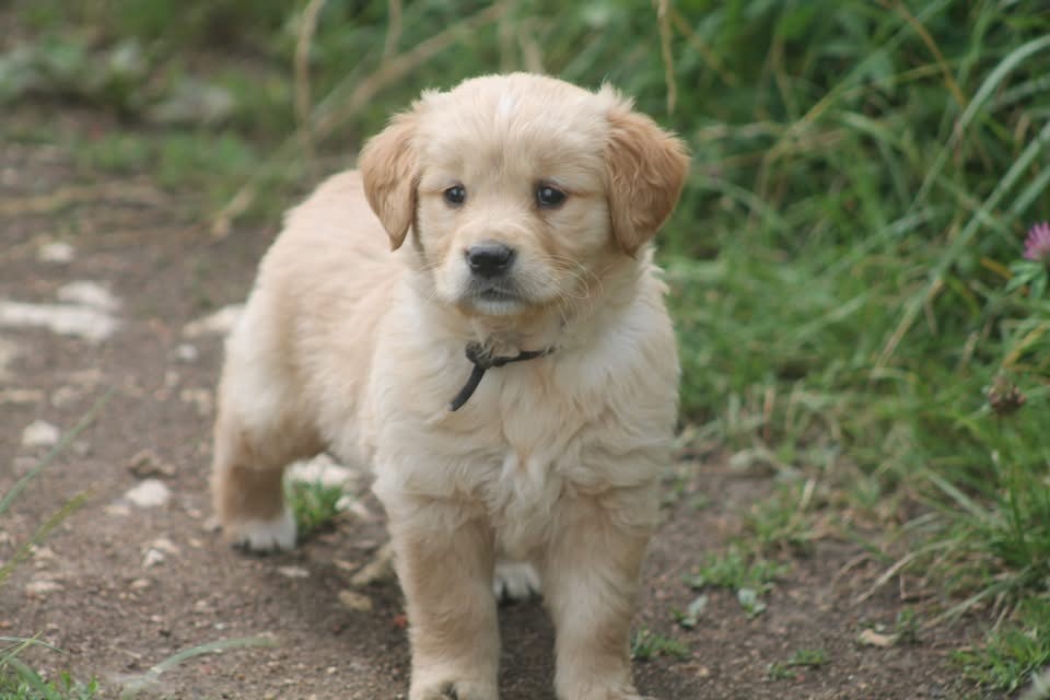 De L'Arche De Lolita - Chiots disponibles - Golden Retriever