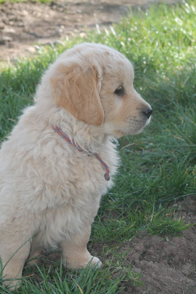 De L'Arche De Lolita - Chiots disponibles - Golden Retriever