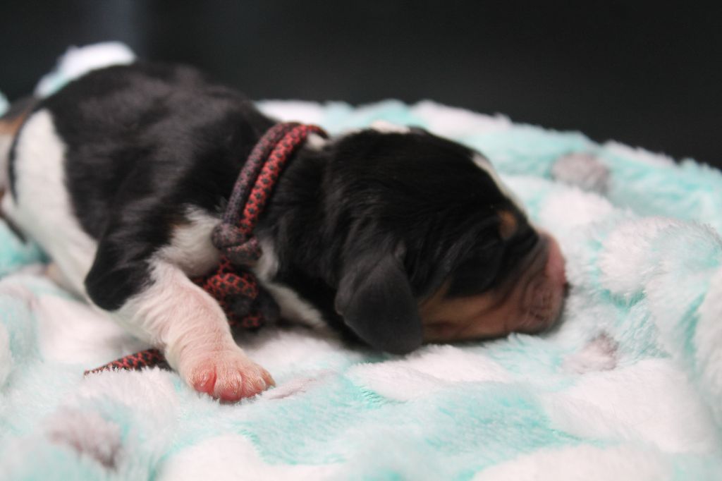De L'Arche De Lolita - Chiots disponibles - Basset Hound