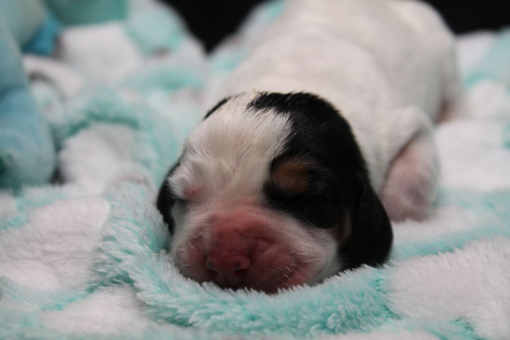 De L'Arche De Lolita - Chiots disponibles - Basset Hound