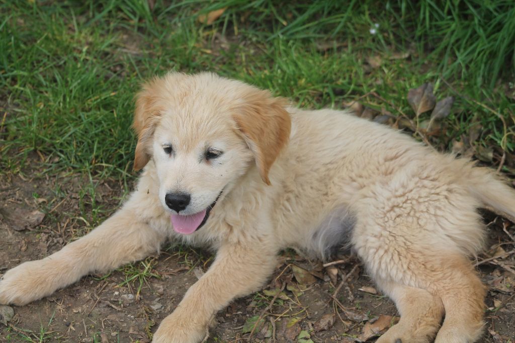 De L'Arche De Lolita - Chiots disponibles - Golden Retriever